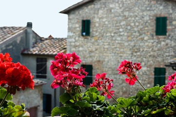 Close-up of red geraniums on a balcony facing old stone buildings in a historic Tuscan town