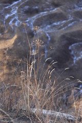 Dry grasses are lit by the sun against the backdrop of mountains on a sunny winter day. Relaxation concept.