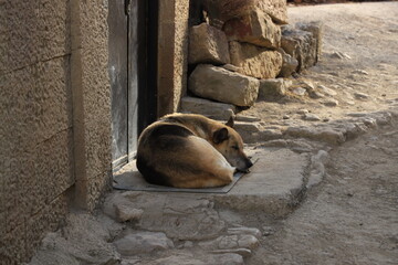 The yard dog lies in a ball on the porch near the door to the house in the Dagestan village and sleeps.