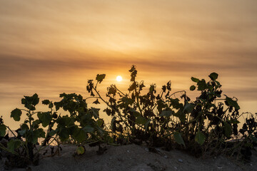 Arbol con el amanecer