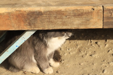 A gray-white yard cat sits under a wooden bench and hides from the sun.