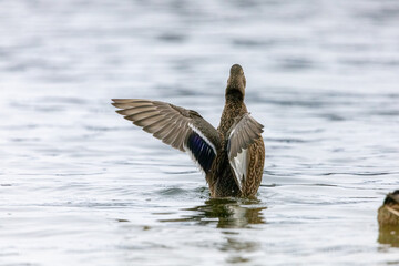 female Mallard Duck Stretching Wings in the water