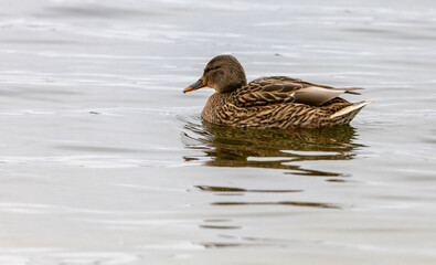 mallard duck (Anas platyrhynchos)  swimming in the water. 