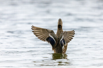 female Mallard Duck Stretching Wings in the water