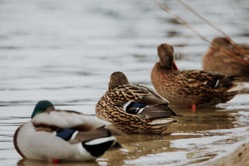 mallard duck (Anas platyrhynchos) standing of the shore of lake.