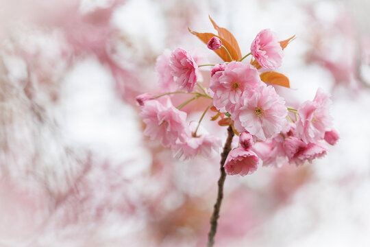 Wildkirschblüten  am Ast mit schöner Blütenunschärfe im Hintergrund, zartes pastellrosa