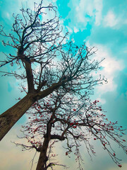 Tree with red flowers and no leaves with a blue sky in the background during the time of spring