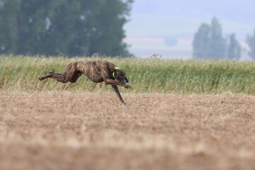 Spanish greyhound dog race hare hunting speed delivers passion