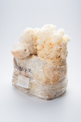lion's mane mushroom Hericium erinaceus © YARphotographer