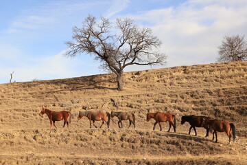 Six brown horses walk in a row along a mountain path on terraces against the backdrop of a slope and ebony with a round crown.