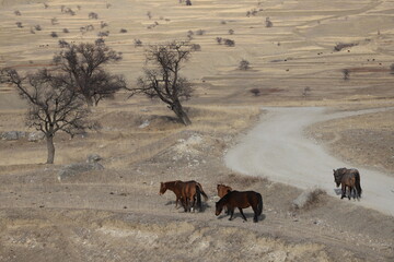 Brown horses walk through the winter pasture on terraces with dry grass and among bare trees.