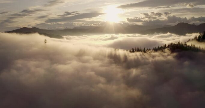 Aerial tracking shot of a golden sunrise above the clouds Swiss forest 