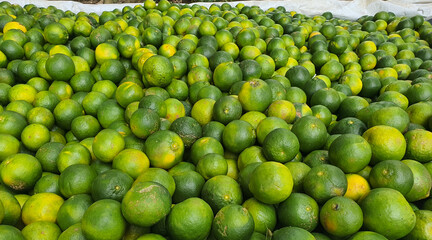 Green raw oranges from hill orange gardens of Bandarban, Bangladesh. Green raw oranges ready for sale early in the morning