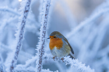 robin 2