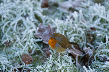 robin 3