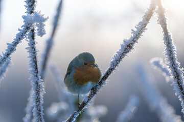 robin 4