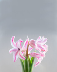 Hyacinth bulb with flowers in bloom