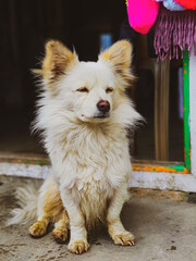 Street dog sitting outside shop in North India