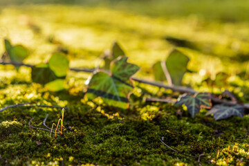 closeup of moss and leaves in golden backlight