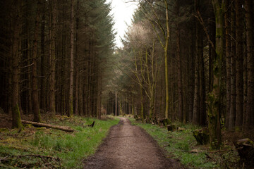 Obraz premium Woodland, forest, path, logging, environment