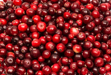 Ripe red berries of cranberries in large quantities