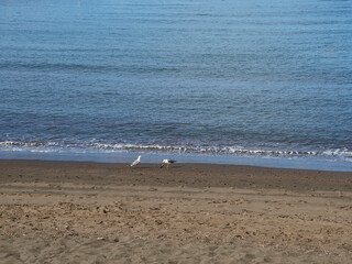 Seascape with seagulls eating on the sand