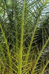 Obraz na płótnie Canvas Palm leaves natural texture for background