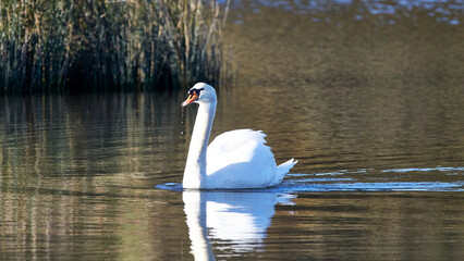 white swan on the lake