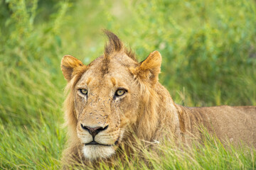 lion in the grass