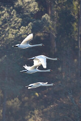 white swan on the lake