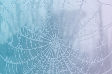 Frozen spider web with pastel color gradient background