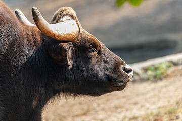 A head Shot of a Indian Bison