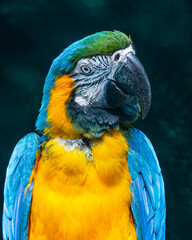 A Close up of a macaw