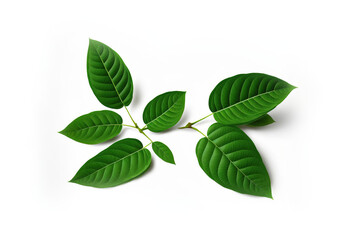 Obraz premium green leaves isolated on white background, generative ai