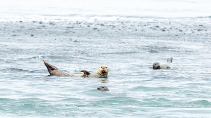 Northern fur seals swim in the water. Jökulsárlón glacial lagoon. Iceland. Sea beach