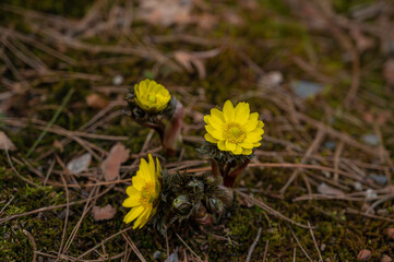 野に咲く福寿草