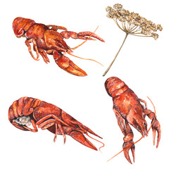 watercolor illustration set of crayfish