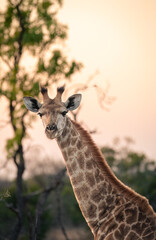 giraffe in the wild