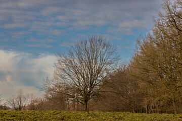 Fototapeta premium Forest edge of the Hahnheide nature reserve