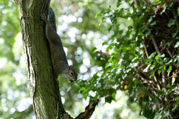 grey squirrel (Sciurus carolinensis) taking nuts