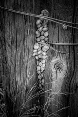 Caracoles entre maderas