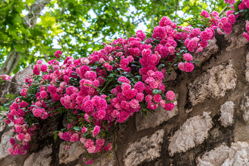 Blütenpracht auf Steinmauer