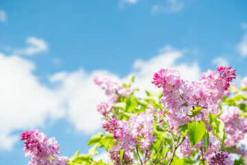 Obraz premium 青空とライラックの花
