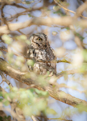 owl on tree