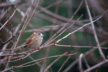 The Eurasian tree sparrow (Passer montanus) on a tree branch