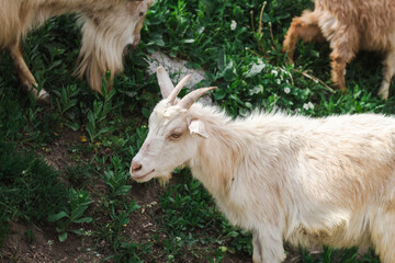 Goat in the small town of Kotel