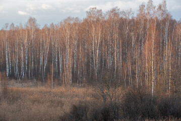 birch  trees in winter