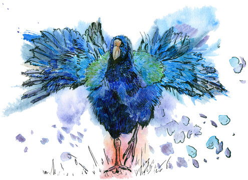 Watercolor takahe bird with splashes. Hand drawn watercolor illustration on white background. Bird collection.