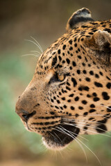 close up of a leopard