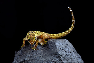 The muria rock gecko on a rock